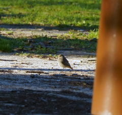 Phoenicurus ochruros