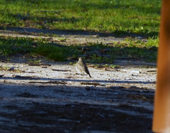 Phoenicurus ochruros