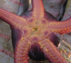 Ophiopsammus maculata