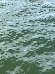 Megalops atlanticus