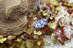 Ceratophyllidia papilligera