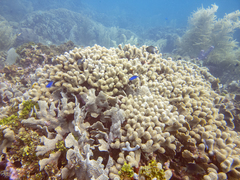 Porites porites