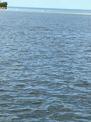 Megalops atlanticus