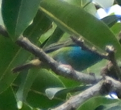 Dacnis cayana