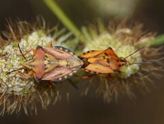 Carpocoris mediterraneus