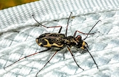 Neocicindela tuberculata