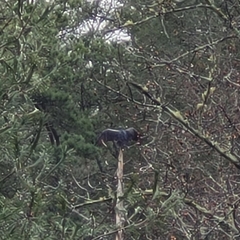 Cathartes aura