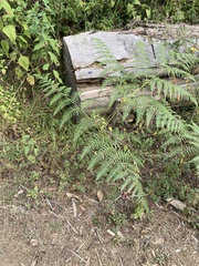 Pteridium aquilinum