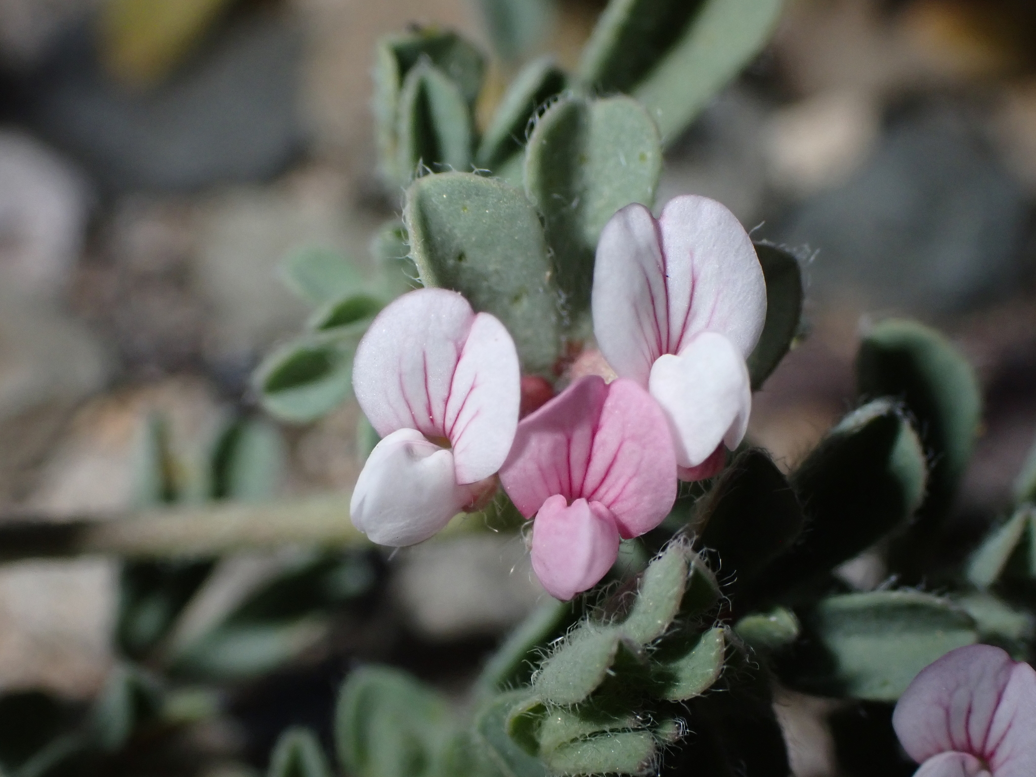 Lotus glinoides