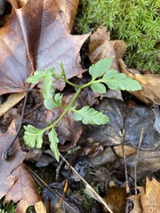 Sceptridium oneidense