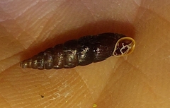 Clausilia
