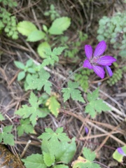 Geranium potentillifolium