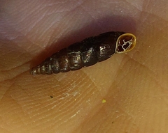 Clausilia