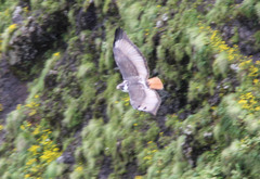 Buteo augur