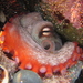 Octopuses and Vampire Squids - Photo (c) tangatawhenua, some rights reserved (CC BY-NC)