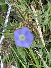 Linum perenne