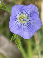 Linum perenne