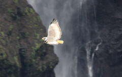 Buteo augur