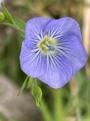 Linum perenne