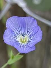 Linum perenne