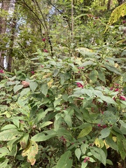 Salvia iodantha