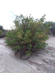 Tessaria dodonaeifolia