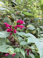 Salvia iodantha
