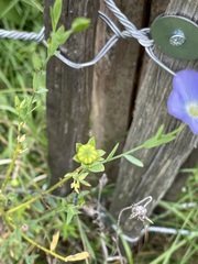 Linum perenne