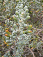 Tetraena alba