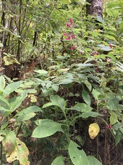 Salvia iodantha
