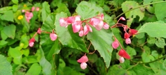 Begonia incarnata