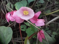 Begonia incarnata