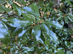 Photinia serratifolia