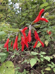 Salvia gesneriiflora