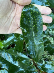Photinia serratifolia