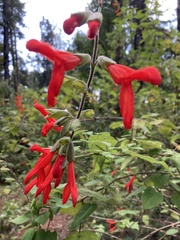 Salvia gesneriiflora