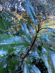 Photinia serratifolia