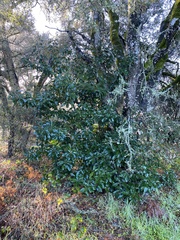 Photinia serratifolia
