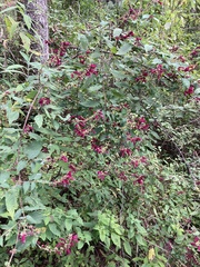 Salvia iodantha