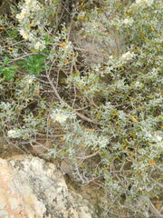 Tetraena alba
