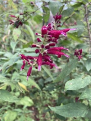 Salvia iodantha