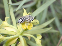 Colletes moricei