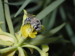 Colletes moricei