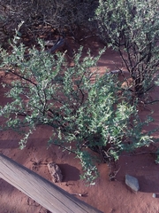 Plectrocarpa tetracantha