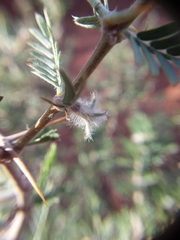 Plectrocarpa tetracantha