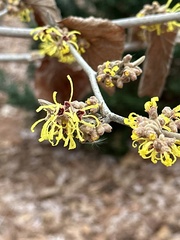 Hamamelis mollis