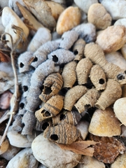 Sceliphron caementarium