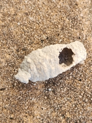 Sceliphron caementarium