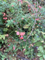 Lopezia racemosa