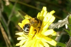 Dasypoda hirtipes